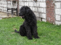 Étalon Terrier noir - Tchornaya Lyou Bov Ieva