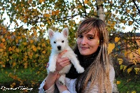 Étalon West Highland White Terrier - Irresistible lady pink Of Precious Danbury