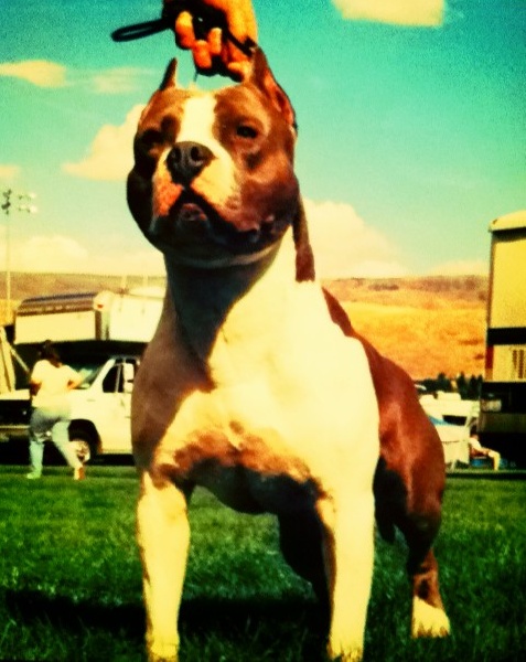 CH. pacific's Under fire