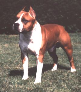 CH. savoy's Red dawn cascade