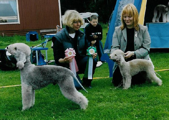 Publication : There Was Once A Bedlington 