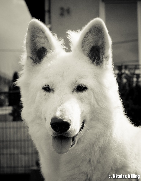 Publication : Blue Mystic Wolf Auteur : Nadia CLEMENT