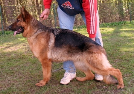 Jakira vom gleisenauer schloss