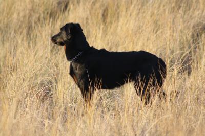Publication : De La Cité Du Berger