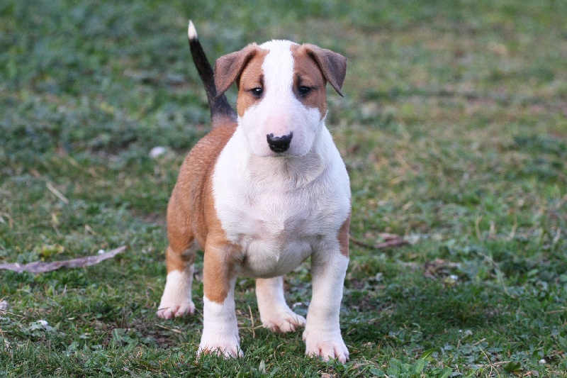  Auteur : Emeline ROUSSE