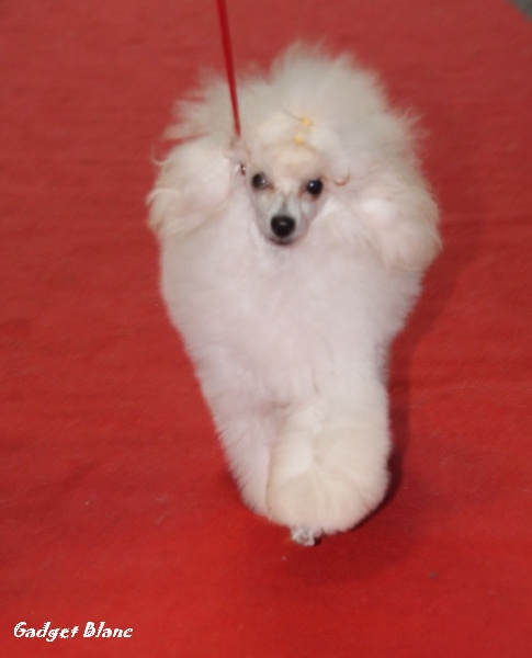 Publication : des brumes de Byzance Auteur : B2B