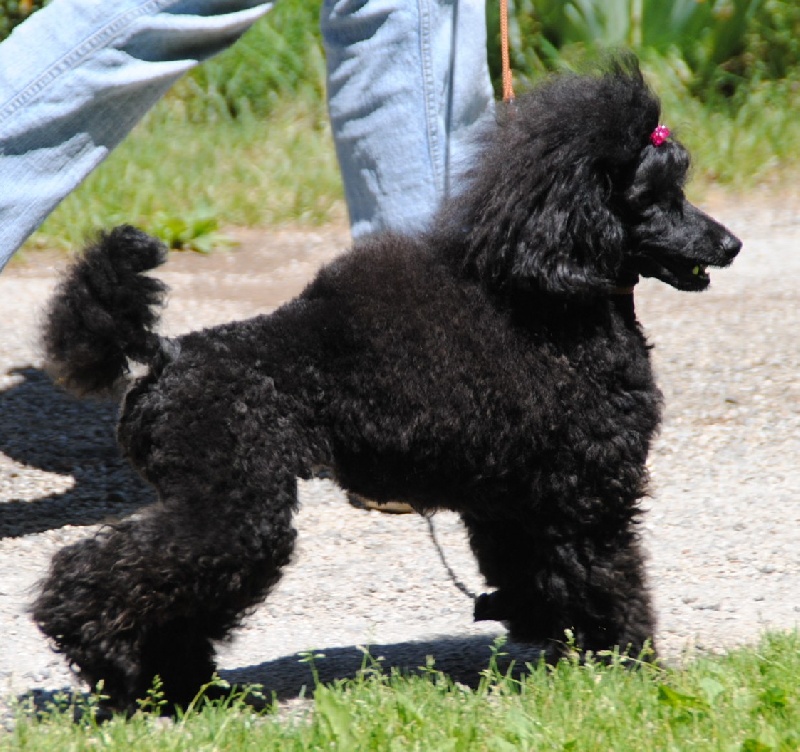 Publication : de la Cascade Saint Nicolas Auteur : hug