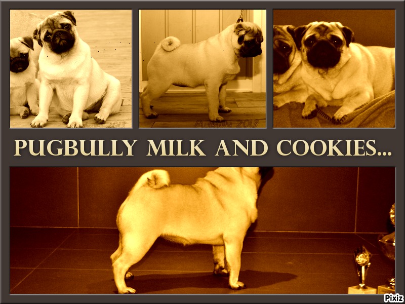CH. Pugbully Milk and cookies