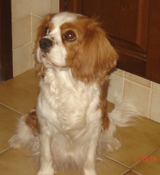 Publication : Des Divins Prémices Auteur : Reboul Sylvie