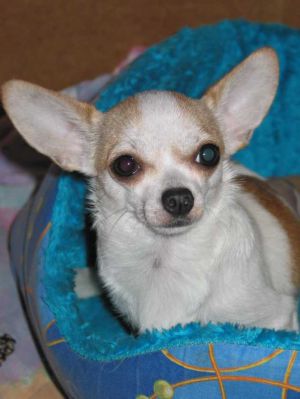 shah mehiko Laif amiliy