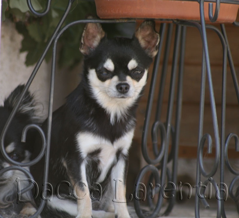 Publication : De L'etoile De Massilia Auteur : Sophie Albin