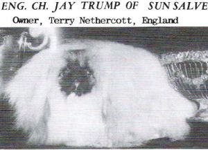 CH. Jay trump of sunsalve