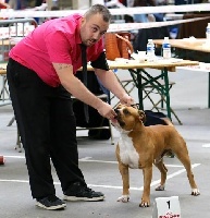 Étalon American Staffordshire Terrier - Genzo (Sans Affixe)