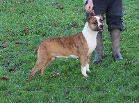Étalon American Staffordshire Terrier - Ierha Madgix beautyful staff