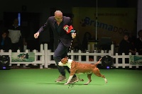 Étalon American Staffordshire Terrier - CH. lievore's edition I dare you