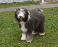 Étalon Bearded Collie - kindle passion You're especially
