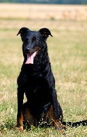 Étalon Berger de Beauce - Mamba Warrior Soul