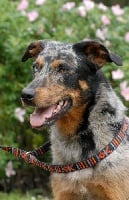 Étalon Berger de Beauce - Jodie Warrior Soul