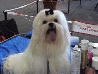 Étalon Bichon maltais - Macho white magic what a