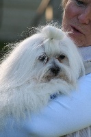 Étalon Bichon maltais - Pauline du chene de la noue