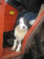 Étalon Border Collie - Iniesta (Sans Affixe)