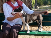 Étalon Bull Terrier Miniature - Rapsodia od rudej wiedzmy