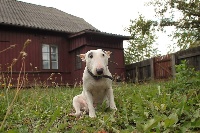 Étalon Bull Terrier Miniature - Rebelia od rudej wiedzmy