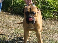 Étalon Bullmastiff - Diamond du mont de laigle