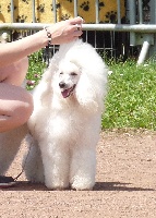 Étalon Caniche - Hula hoop du petit lavoir de l'orangerie