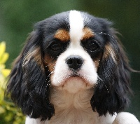 Étalon Cavalier King Charles Spaniel - CH. It's in your eyes Des contemplations
