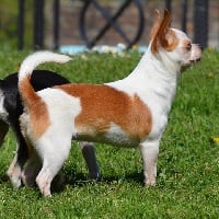 Étalon Chihuahua - Tonalli esquer