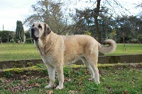 Étalon Mâtin espagnol - CH. Fanny (dit fajna) De Kerbillio