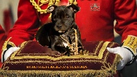 Étalon Staffordshire Bull Terrier - I'm black princess dit pipper at domaine des alunts