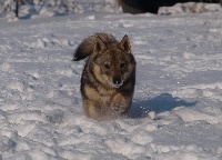 Étalon Spitz des Visigoths - Gizmo mogwai of Sheytane