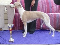 Étalon Whippet - I am enya of course Du Jardin Secret D'elixir