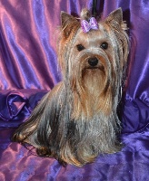 Étalon Yorkshire Terrier - Hollyday of Meadow Cottage