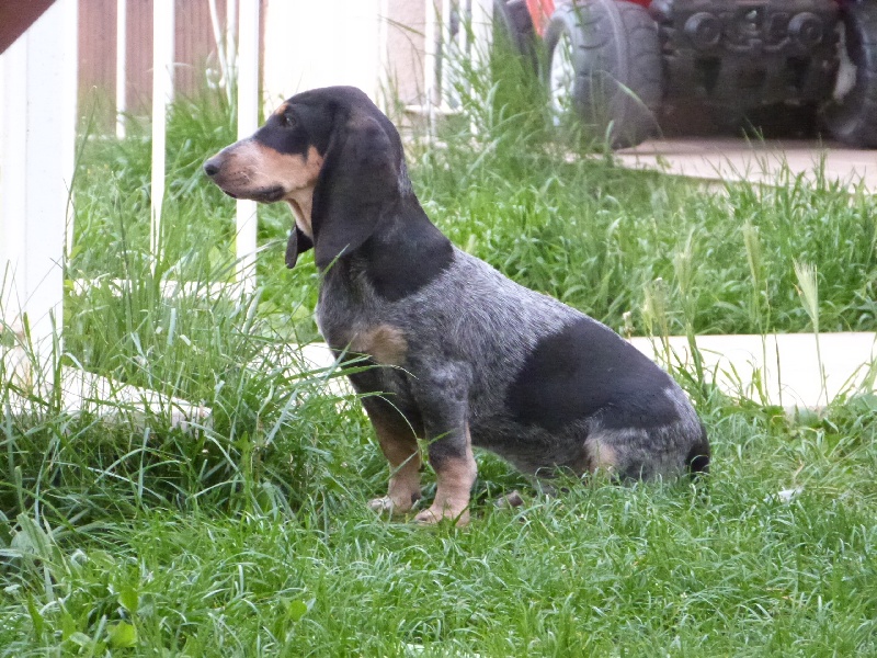 Publication : Des Hurleurs Du Montagnier Auteur : laurent