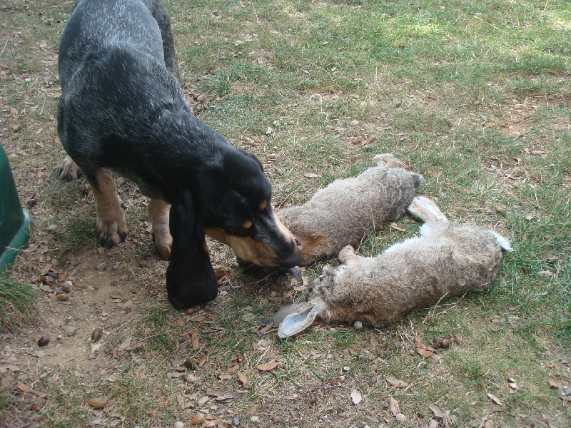 Publication : Des Hurleurs Du Montagnier