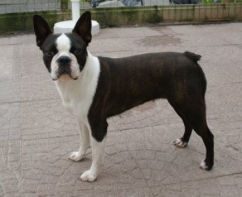 Starbill of the century V. ludmilla