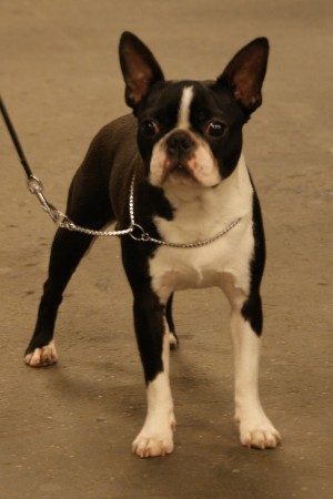 CH. boston rangers The general