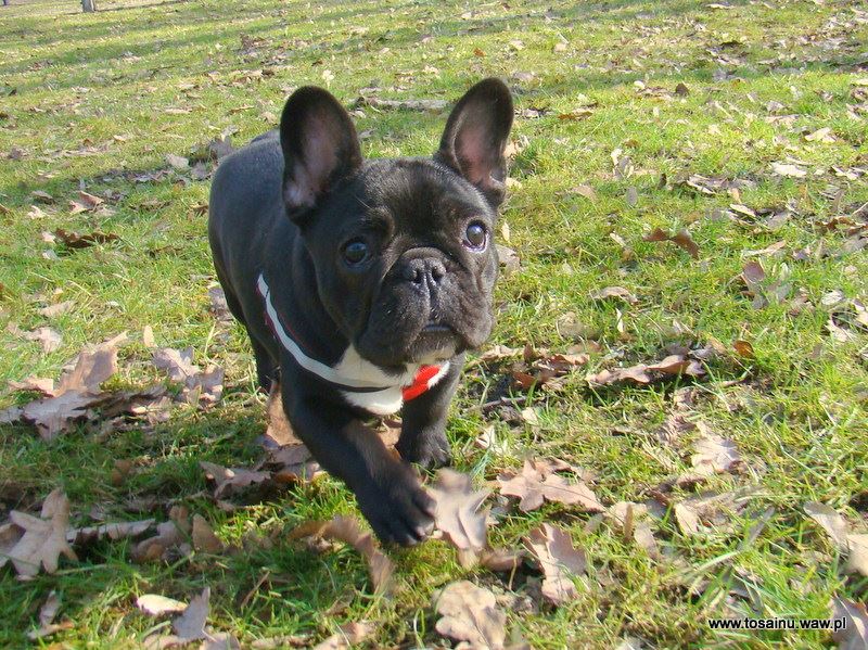 Publication : Z Horowych Bagien