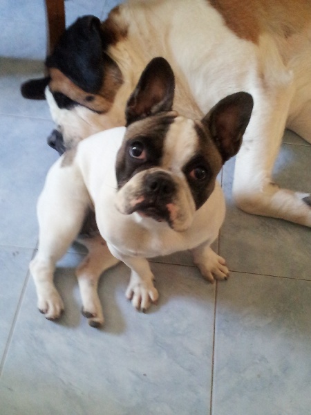  Auteur : Lucioles Enchantées