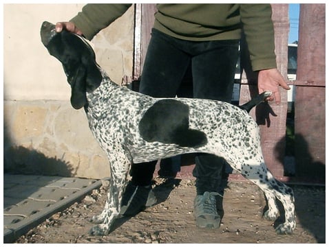 Publication : Khyannes Auteur : Timea Szoke