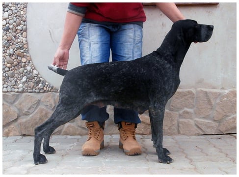 CH. Femme fatale khyannes