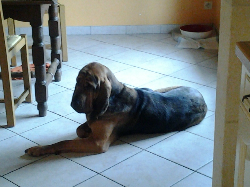 Publication : d'Edennefamily Auteur : Merlot Francine