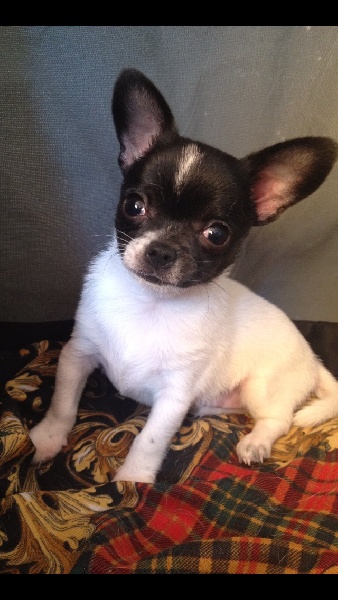 Publication : Des Bambins Tropeziens