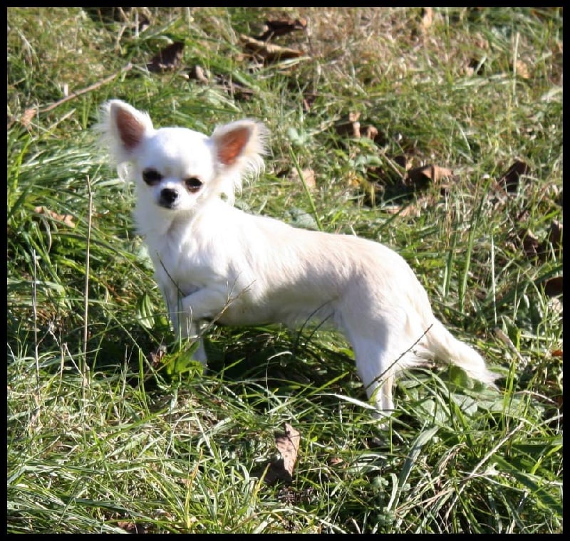 Hermione Des Jardins De Kosen Rufu