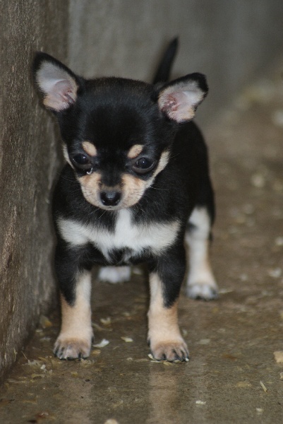 Intel du Domaine de la Rêverie