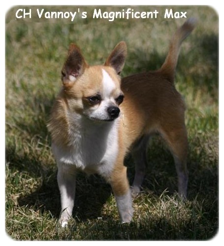 CH. vannoy's Magnificent max