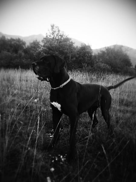 Publication : De L'elfe Fidji Auteur : de l'elfe fidji